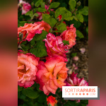 La Roseraie du Parc Lebaudy sur l'Ile de Puteaux