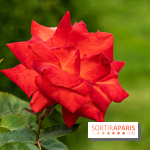 La Roseraie du Parc Lebaudy sur l'Ile de Puteaux