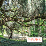 Arboretum de la Vallée-aux-Loups, une balade au milieu des arbres remarquables - A7C07793