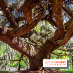 Arboretum de la Vallée-aux-Loups, une balade au milieu des arbres remarquables - A7C07788