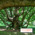 Arboretum de la Vallée-aux-Loups, une balade au milieu des arbres remarquables - A7C07705