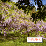 Arboretum de la Vallée-aux-Loups, une balade au milieu des arbres remarquables - A7C07709