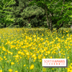 Arboretum de la Vallée-aux-Loups, une balade au milieu des arbres remarquables - A7C07704