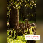 Arboretum de la Vallée-aux-Loups, une balade au milieu des arbres remarquables
