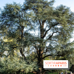 Arboretum de la Vallée-aux-Loups, une balade au milieu des arbres remarquables - A7C09399