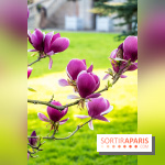 Arboretum de la Vallée-aux-Loups, une balade au milieu des arbres remarquables - A7C09405