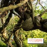Arboretum de la Vallée-aux-Loups, une balade au milieu des arbres remarquables - A7C09407