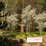 Arboretum de la Vallée-aux-Loups, une balade au milieu des arbres remarquables - A7C09409