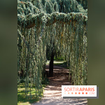 Arboretum de la Vallée-aux-Loups, une balade au milieu des arbres remarquables