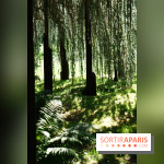 Arboretum de la Vallée-aux-Loups, une balade au milieu des arbres remarquables