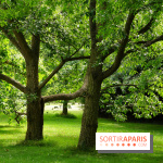 Arboretum de la Vallée-aux-Loups, une balade au milieu des arbres remarquables