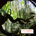 Arboretum de la Vallée-aux-Loups, une balade au milieu des arbres remarquables