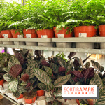 Plantes pour Tous, les prochaines ventes de plantes à partir de 2€ à Paris