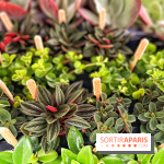Plantes pour Tous, les prochaines ventes de plantes à partir de 2€ à Paris