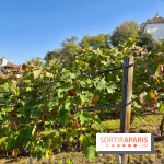 Visuels Paris - Clos Montmartre - Vignes