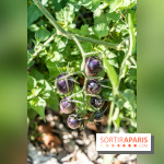 Le Potager du Roi de Versailles, Journées du Patrimoine 