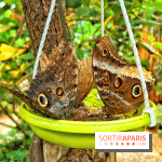 Serre Papillons - La Queue-lez-Yvelines