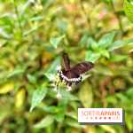 Serre Papillons - La Queue-lez-Yvelines