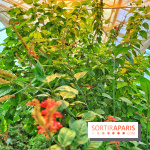 Serre Papillons - La Queue-lez-Yvelines