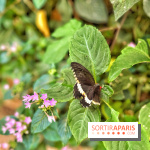 Serre Papillons - La Queue-lez-Yvelines