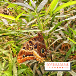 Serre Papillons - La Queue-lez-Yvelines