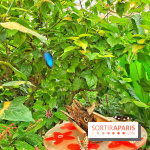 Serre Papillons - La Queue-lez-Yvelines