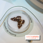 Mini-monstres, nos photos de l'exposition à la galerie de Géologie du Muséum d'Histoire naturelle