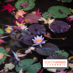 Les Jardins de la Maison Claude Monet à l'automne