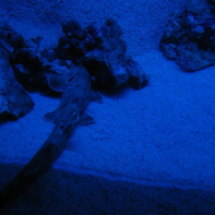 Dans le sillage des requins - Aquarium de la Porte Dorée - Paris 2010