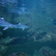 Dans le sillage des requins - Aquarium de la Porte Dorée - Paris 2010