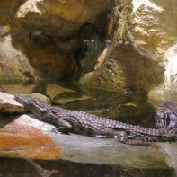 Dans le sillage des requins - Aquarium de la Porte Dorée - Paris 2010