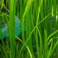 Dans le sillage des requins - Aquarium de la Porte Dorée - Paris 2010