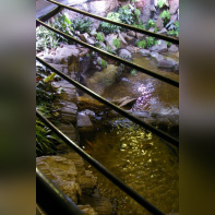 Dans le sillage des requins - Aquarium de la Porte Dorée - Paris 2010