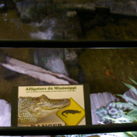 Dans le sillage des requins - Aquarium de la Porte Dorée - Paris 2010