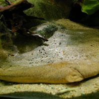 Dans le sillage des requins - Aquarium de la Porte Dorée - Paris 2010
