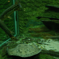 Dans le sillage des requins - Aquarium de la Porte Dorée - Paris 2010