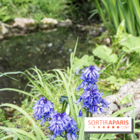 Le Jardin Alpin caché du Jardin des Plantes
