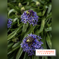 Le Jardin Alpin caché du Jardin des Plantes