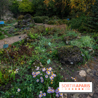 Le Jardin Alpin caché du Jardin des Plantes