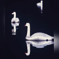 Annonce Lumières en Seine 2022