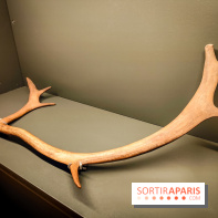 Arts et Préhistoire, l'exposition de peintures rupestres au Musée de l'Homme - nos photos