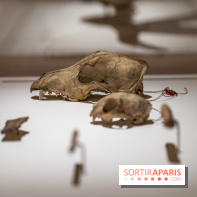 Picasso et la Préhistoire, les photos de l'exposition au Musée de l'Homme