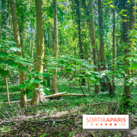Le Hangar Y à Meudon, nos photos - forêt 