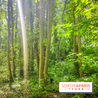 Le Hangar Y à Meudon, nos photos - forêt 