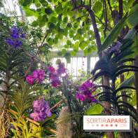 Orchidées - jardin des plantes