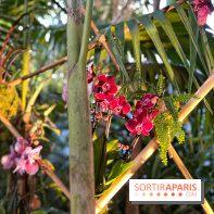 Orchidées - jardin des plantes