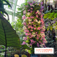 Orchidées - jardin des plantes