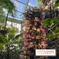 Orchidées - jardin des plantes