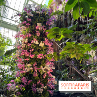 Orchidées - jardin des plantes