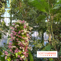 Orchidées - jardin des plantes